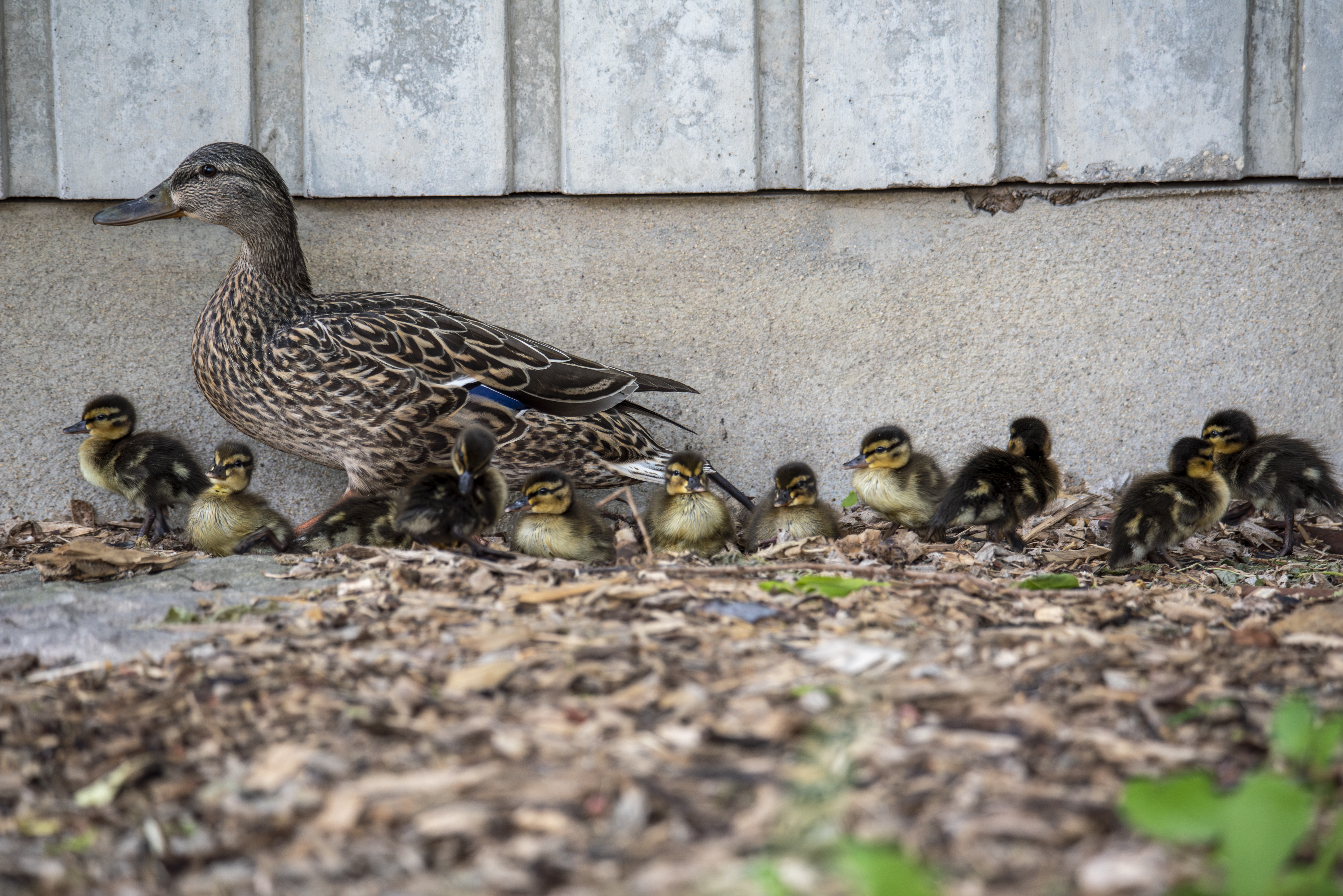 Courtyard Ducks.png