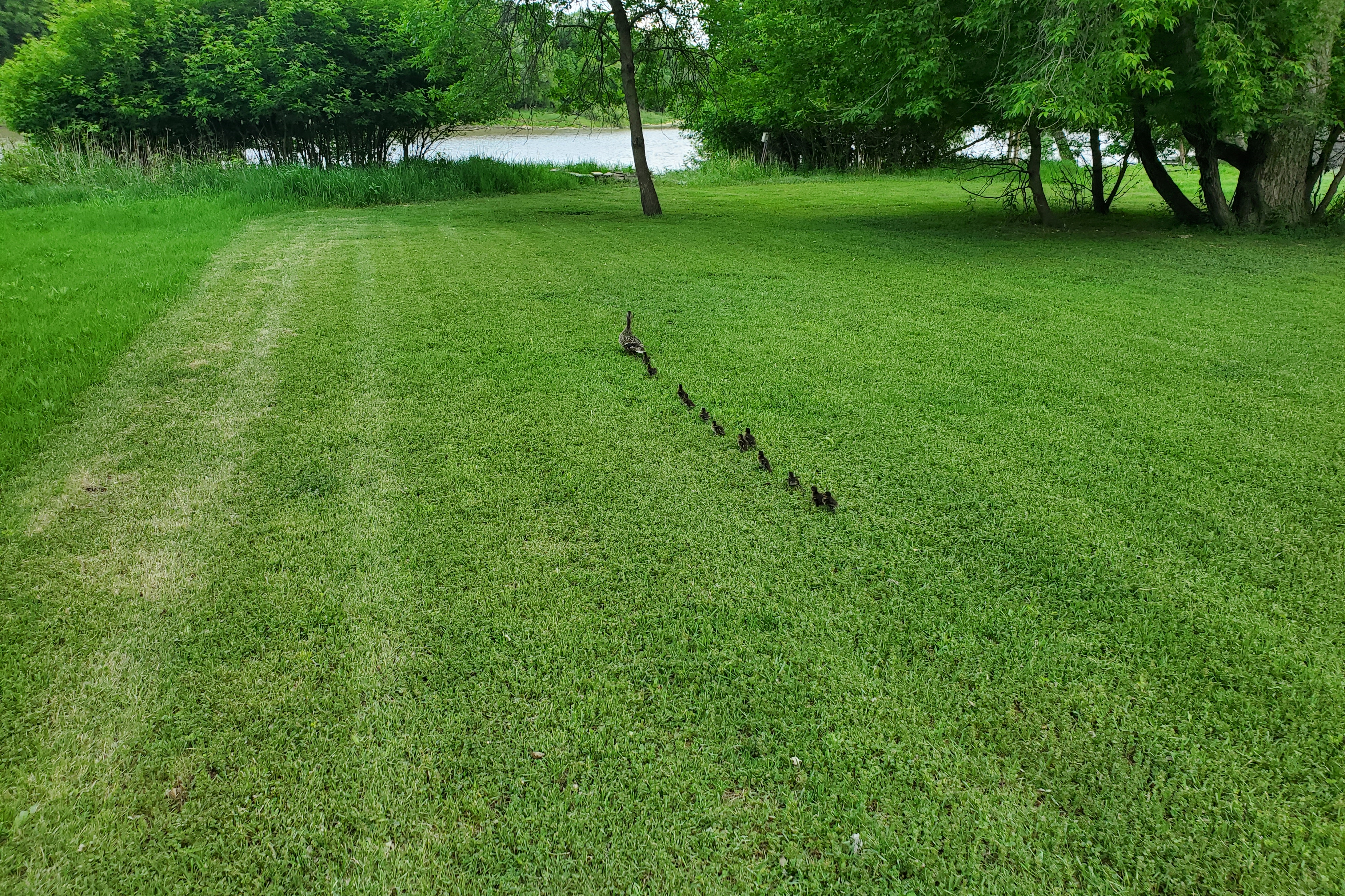 Riverbank Duck Walk.png